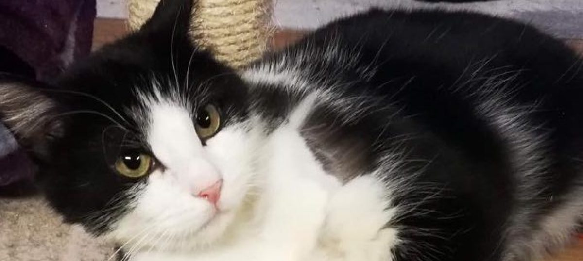 Fighter, som ble funnet med plastrør rundt halsen, er nå en trygg og lykkelig katt.