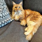Luna - katt som ligger på sofa