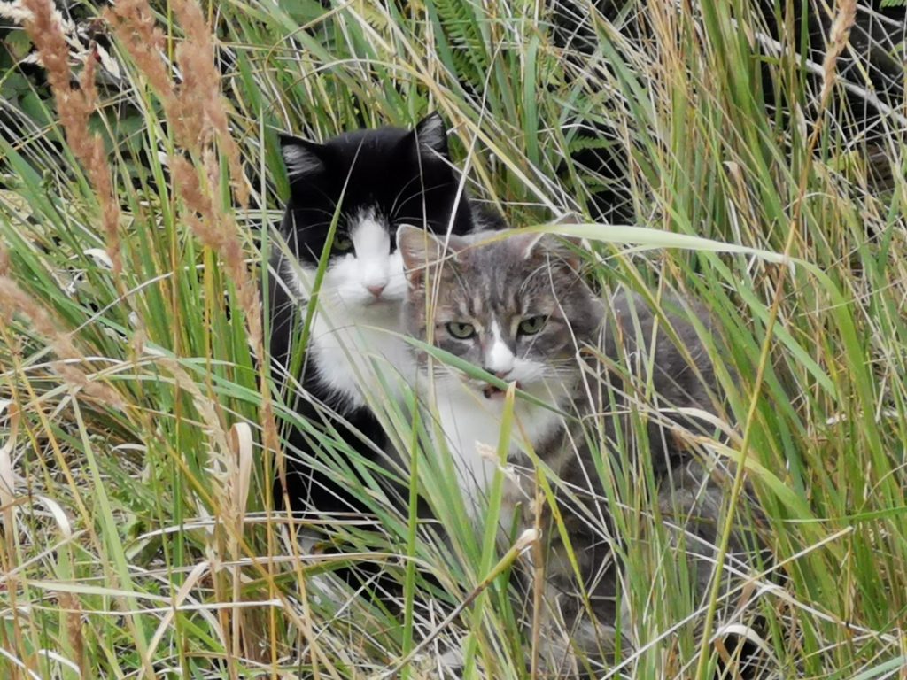 To katter - Fighter og Pelle - sitter sammen i gresset.