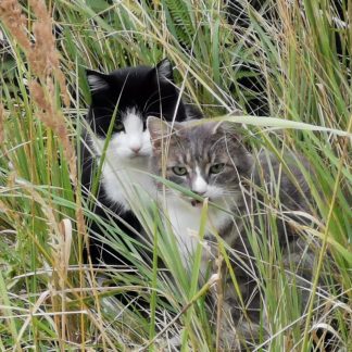 To katter - Fighter og Pelle - sitter sammen i gresset.