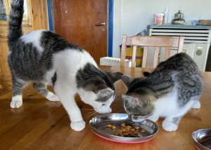 To katter spiser av samme matskål