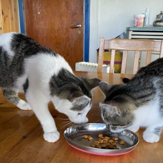 To katter spiser av samme matskål