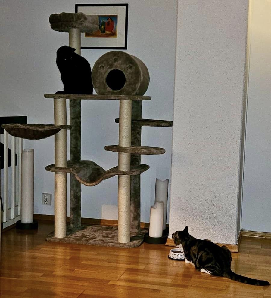 En sort katt på klatrestativ og en katt ser opp.