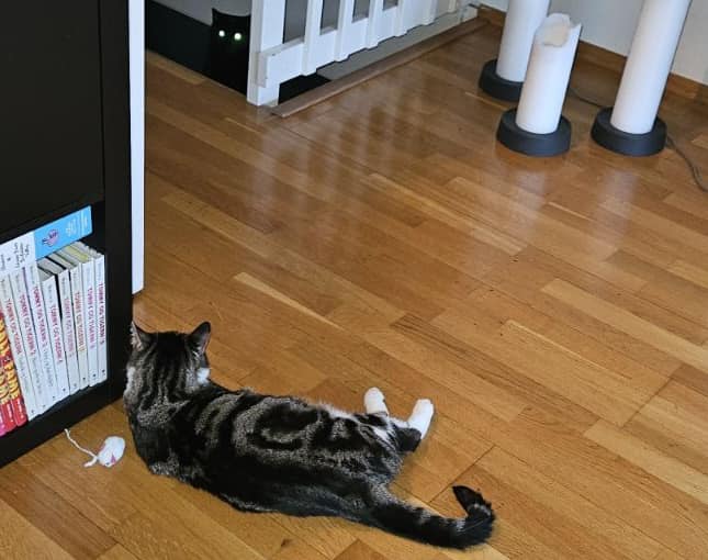 Sort og grå-stripete katt med ryggen til ligger og ser en sort katt i trappa.