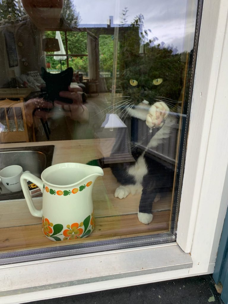 Katt i vindusposten