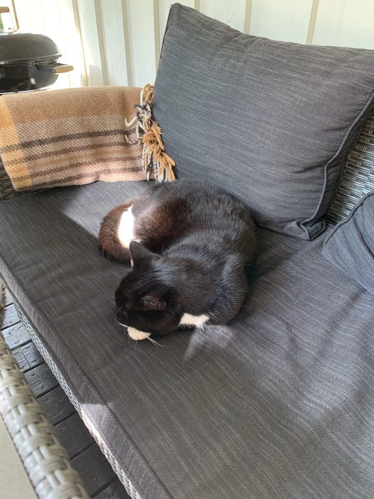 Sort og hvi katt på sofa