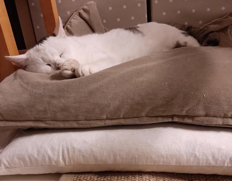 Hvit katt ligger og sover.