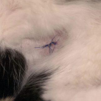 En lappet sår på en katt