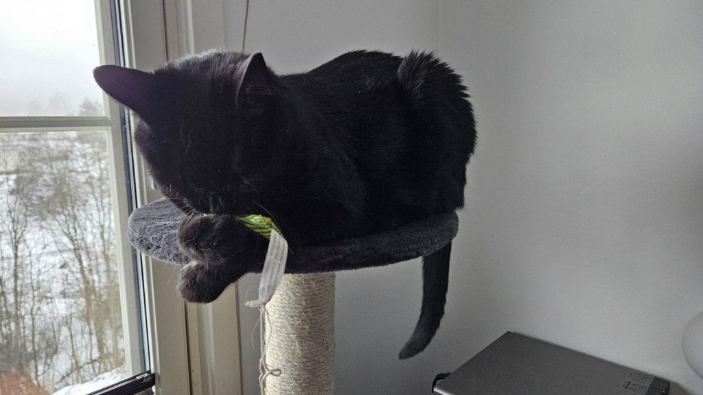 sort katt spiser catnips