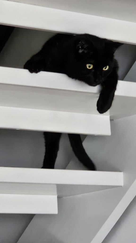 Sort katt mellom trappetrinn