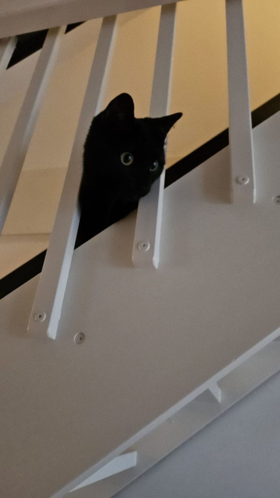 sort katt i trappegrind