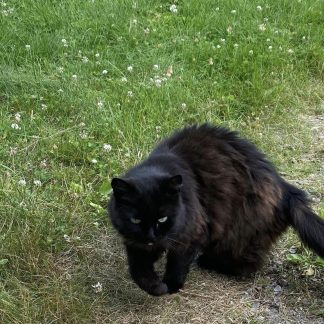 Sort langhåret katt går ute i gresset.