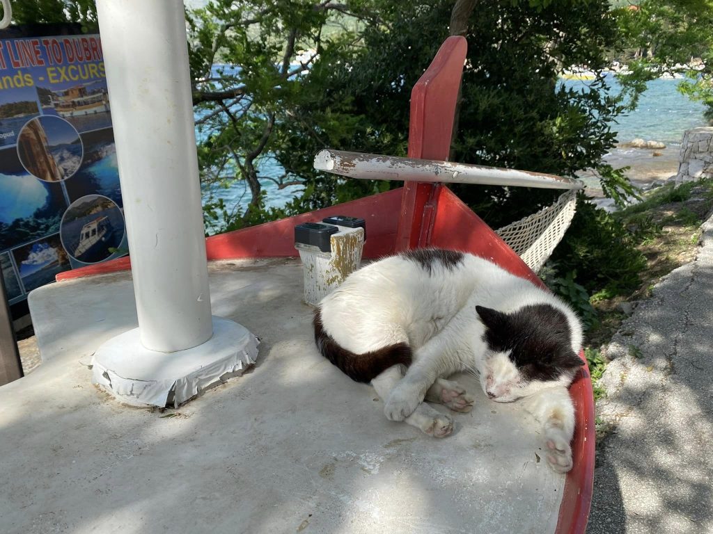 Katt i baugen på en båt