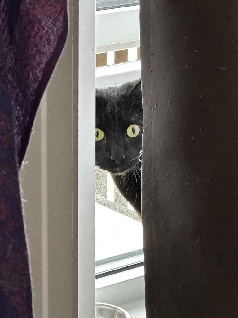 Sort katt titter forsiktig frem fra bak gardiner